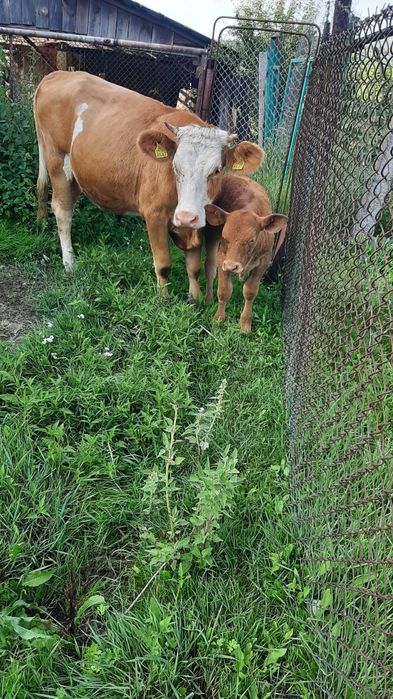 Vaca de vânzare cu vițelul lângă ea