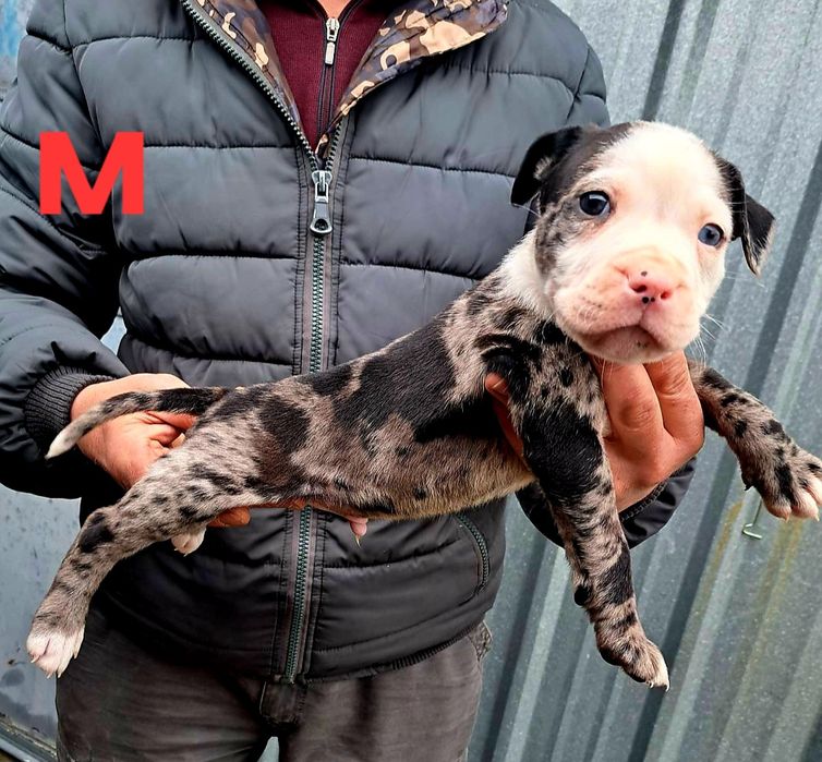 PITBUL-Питбул Мерле