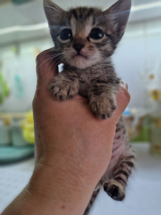 Котёнок  красивенький