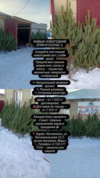 В продажи имеются елки