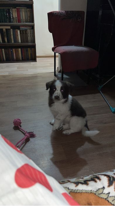 Отдам щенка мальчик