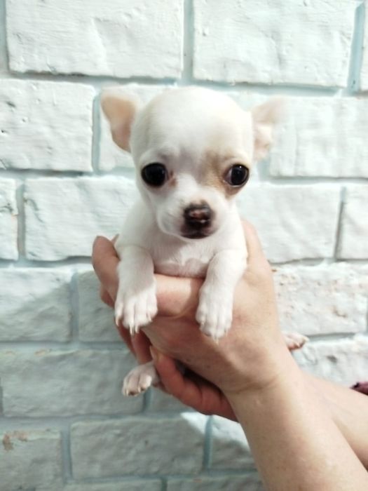 Чихуахуа девочка