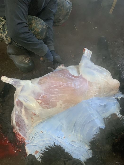 Қой-тоқты,Бараны и овцы