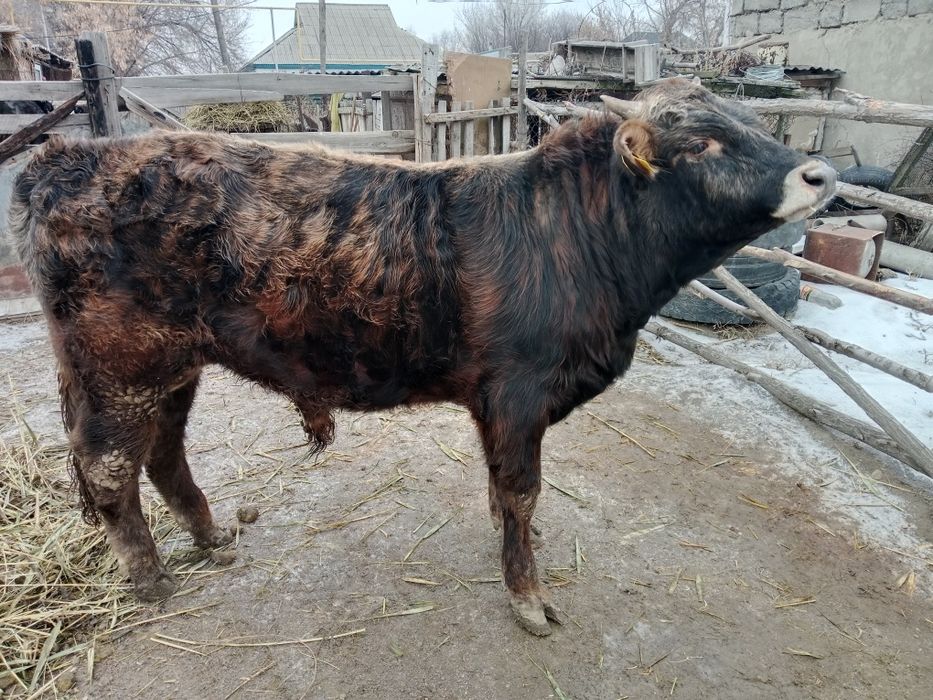 Продаю быка в откорме