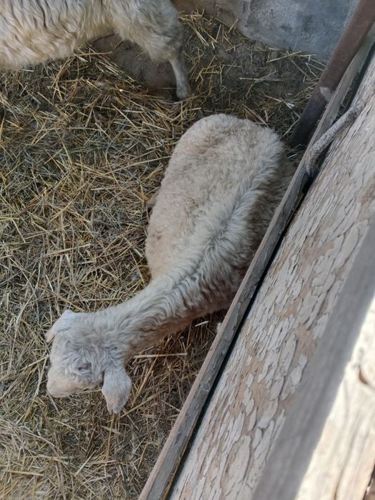 Теке ешкі қой сатылады