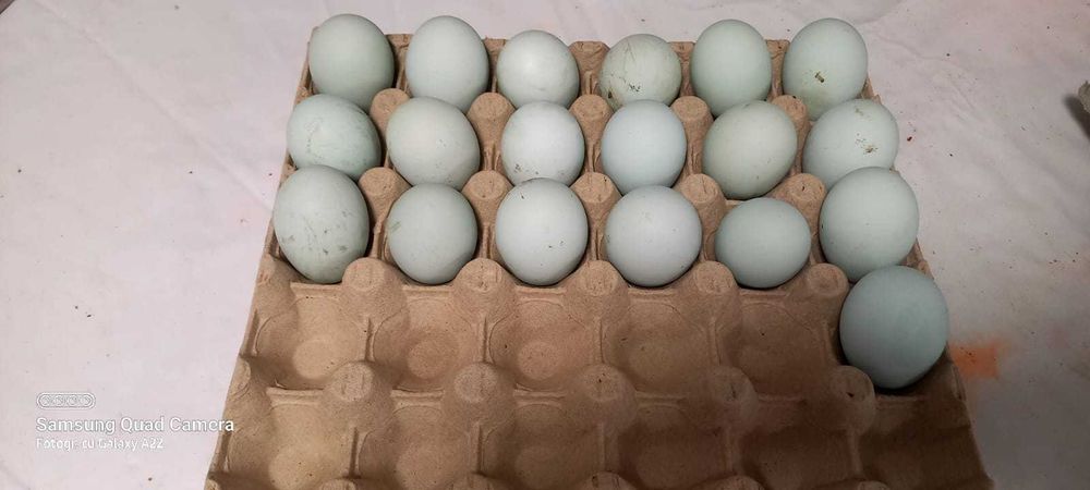 Oua de incubat rasa marans