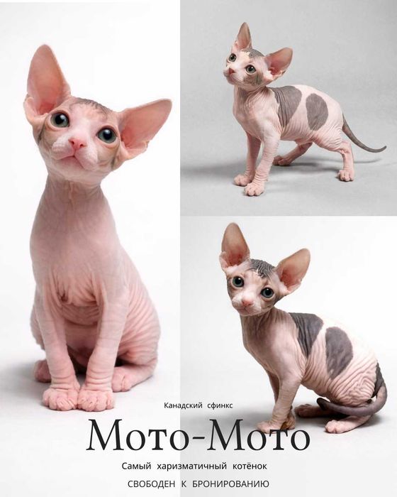 Продается котенок Канадского Сфинкса