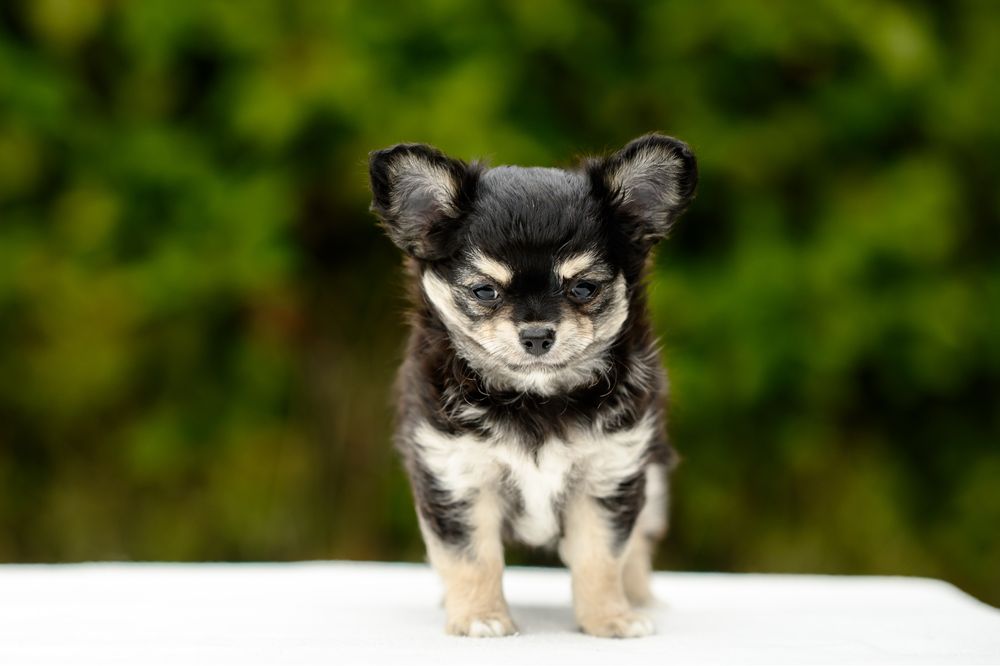 Chihuahacu  par lung