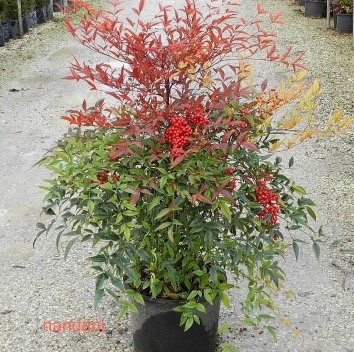 Archa, sasna, tuya, lola daraxti,nandina, magoniya! !