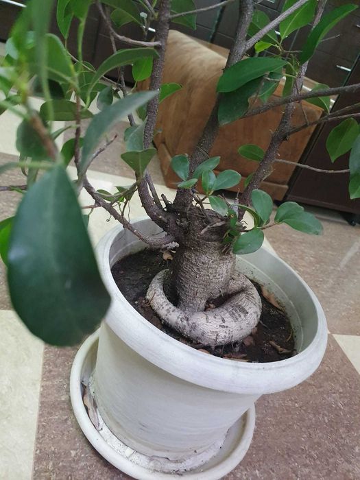 Bonsai Ficus Ginseng 25 de Ani, 70 cm