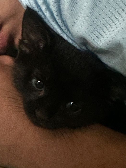 Отдам котят бесплатно