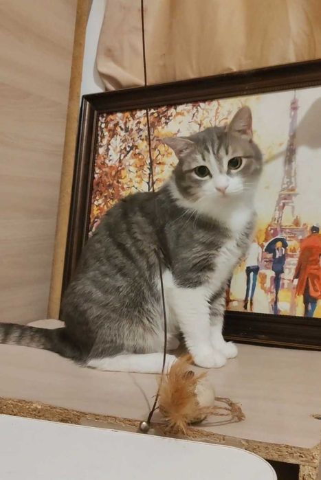 Добрый котик ищет дом