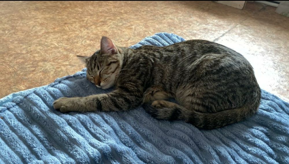 Пропала кошка, Юго-восток