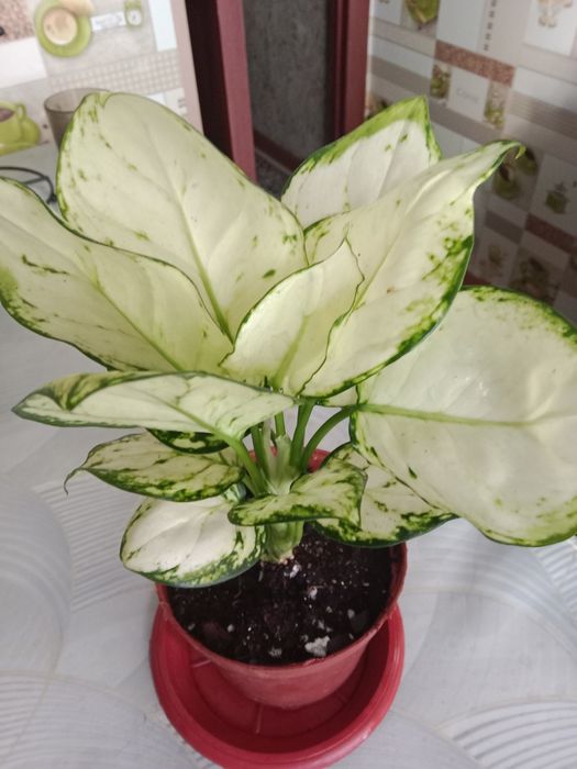 Аглаонема продам