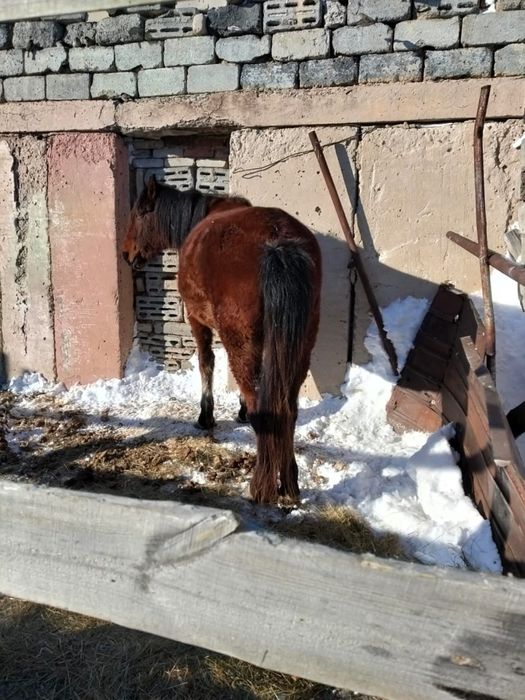 Продам лошадей акжарский район ащиколь