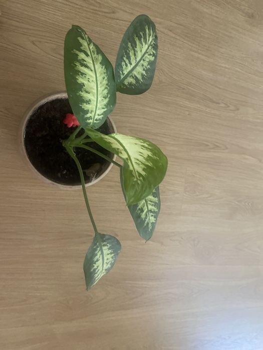 Продается цветок- диффенбахия