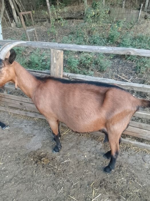 Vând iede alpine franceze