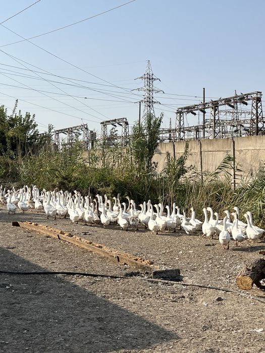 Гозлар сотилади оптом