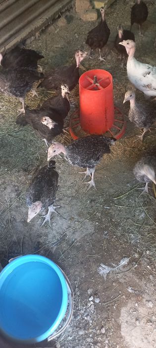 2-3 oylik kurka jo'jalar sotiladi