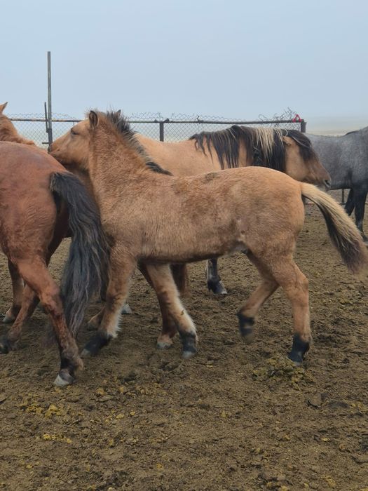 Мугалжар жабагылар
