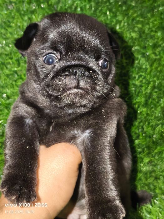 Очаровательные щенки мопса.