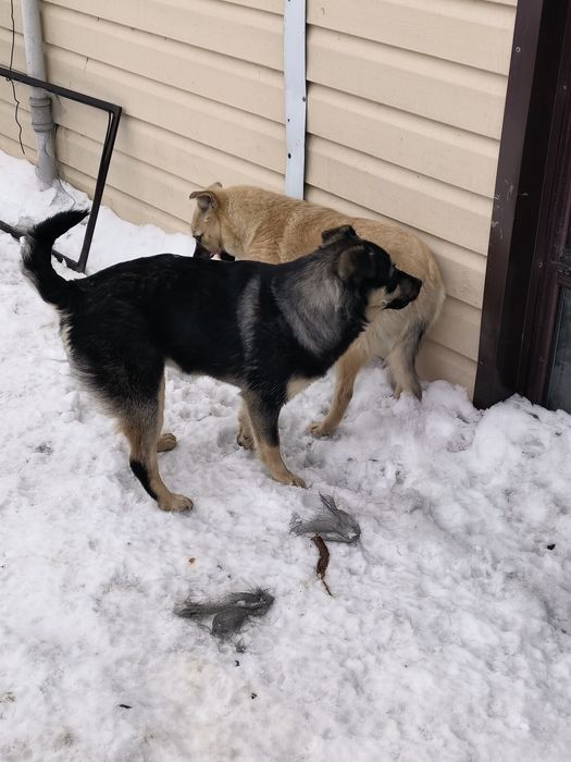 Отдам в хорошие руки щенков