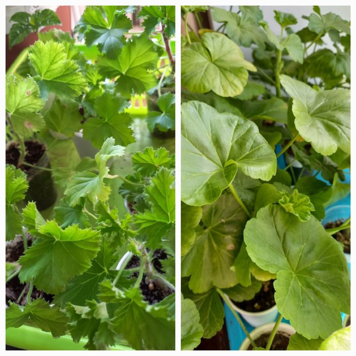 Цветы  для  дома