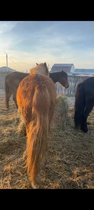 Байтал с откорма.