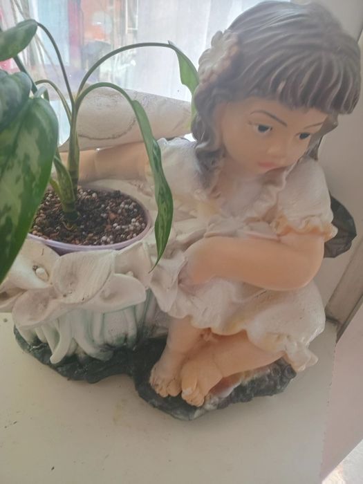 Продам комнатные цветы