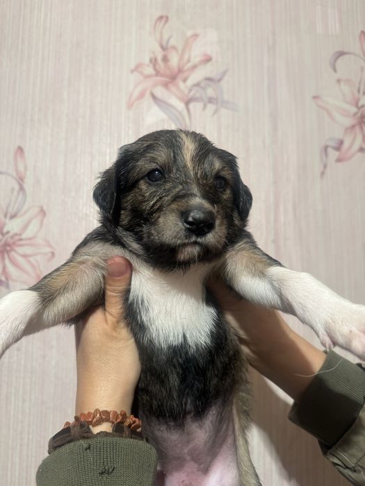 Продам щенков тазы