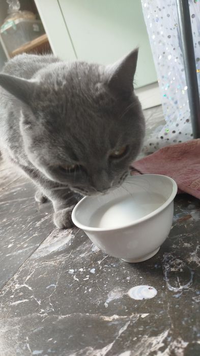 Найден британский кот