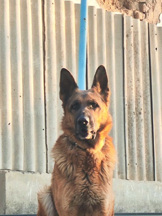 Вязка немецкой овчарки