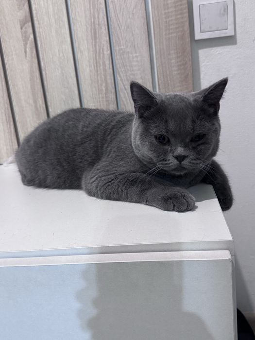 Котик британец 6 месяцев