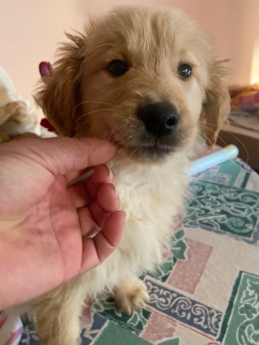 Голдън ретривър игриво момченце