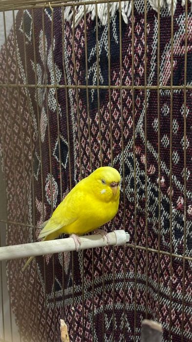 Попугай сатылады