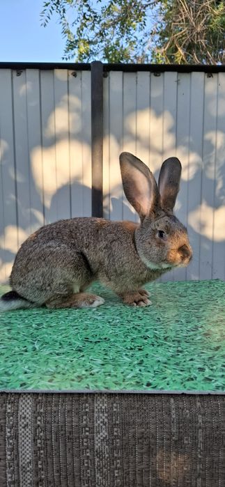 Продам крола самца великан