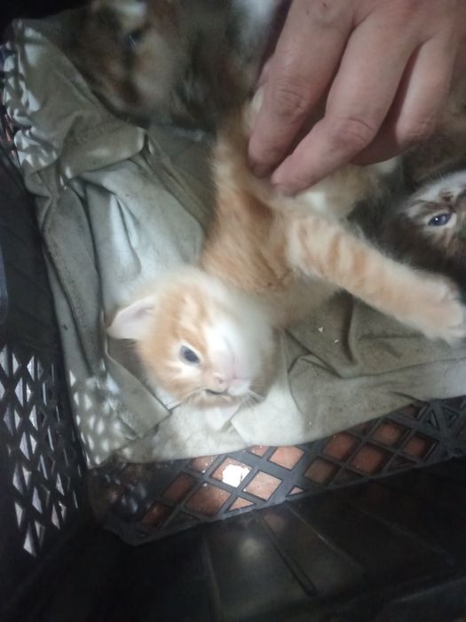 Отдаем котят мальчики и девочки
