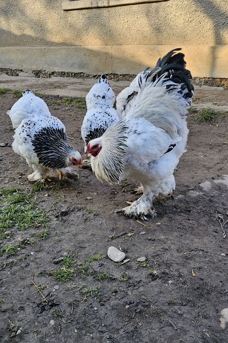 Cocos Brahma Herminat Deschis