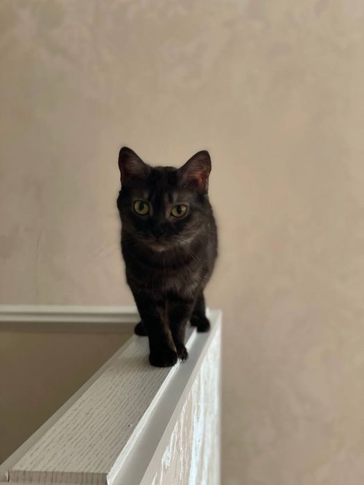 Ищем дом для ласковой кошечки