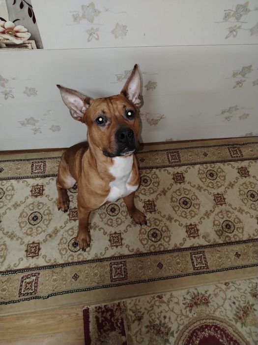 Ищем невесту для вязки