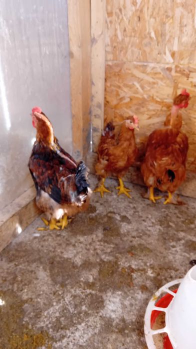 Cocoși 5/6 luni de casă