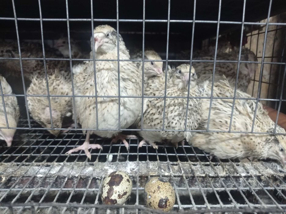 Перепелиные яйца домашние