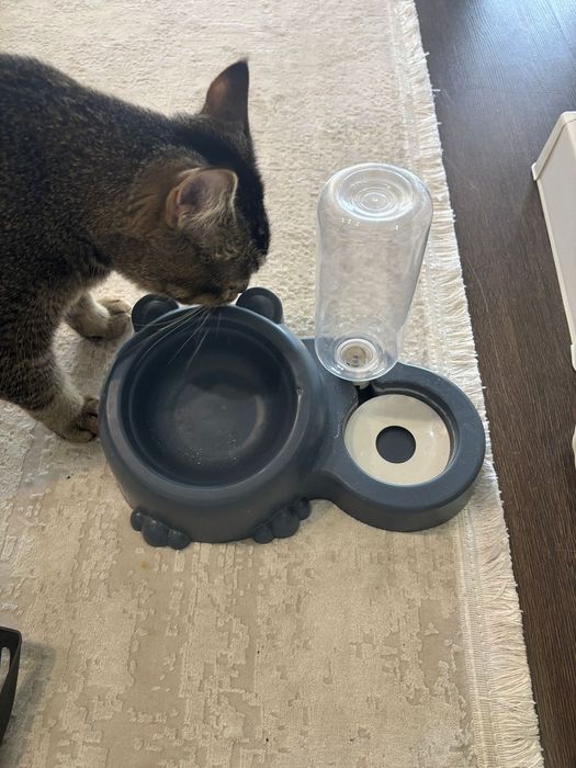 Для котенка бесплатно