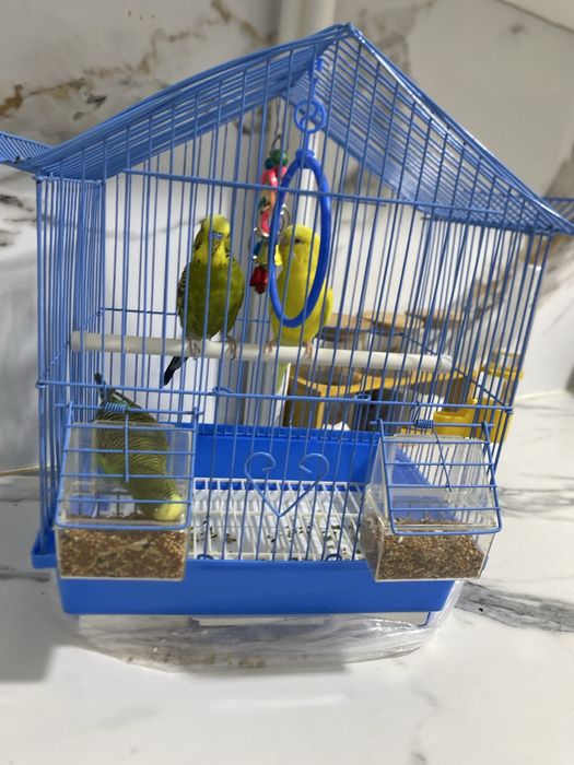 Продается попугай