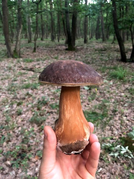 (Funghi Porcini)  Hribi - Pitoance - prăjite in ulei și suc propriu