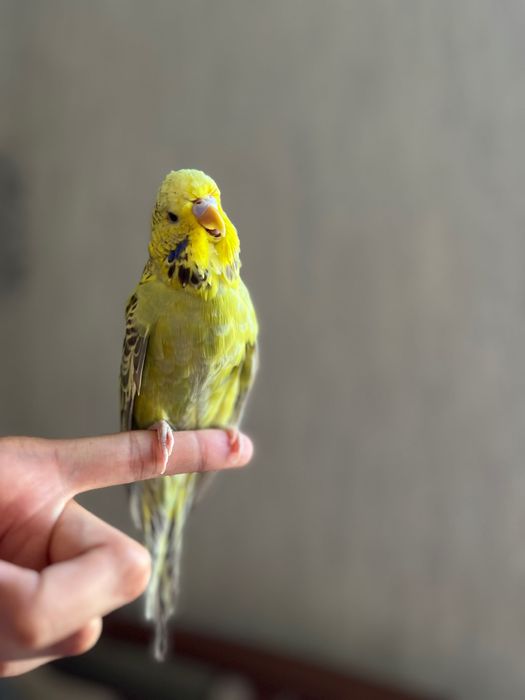 Valnistiy ko’k-oq rangli va Sariq Andurka ruchnoy polruchnoy qushlar