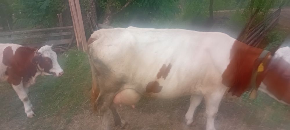Vind vacă baltata românească de 7 ani cu vitel de 3 săptămâni