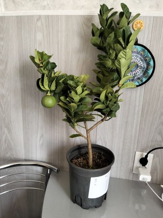 Продам лимонное дерево