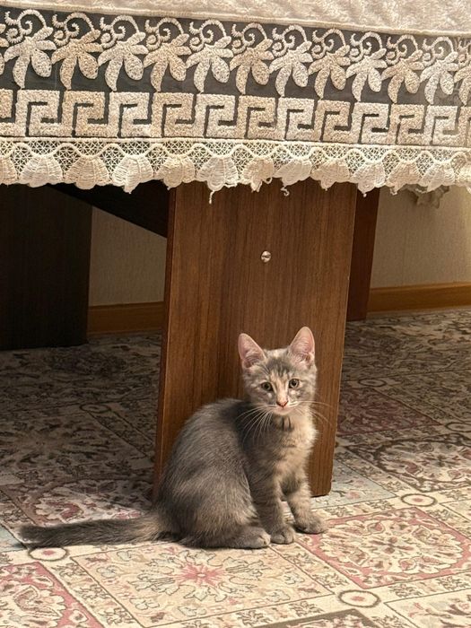 Отдам котят в добрые руки