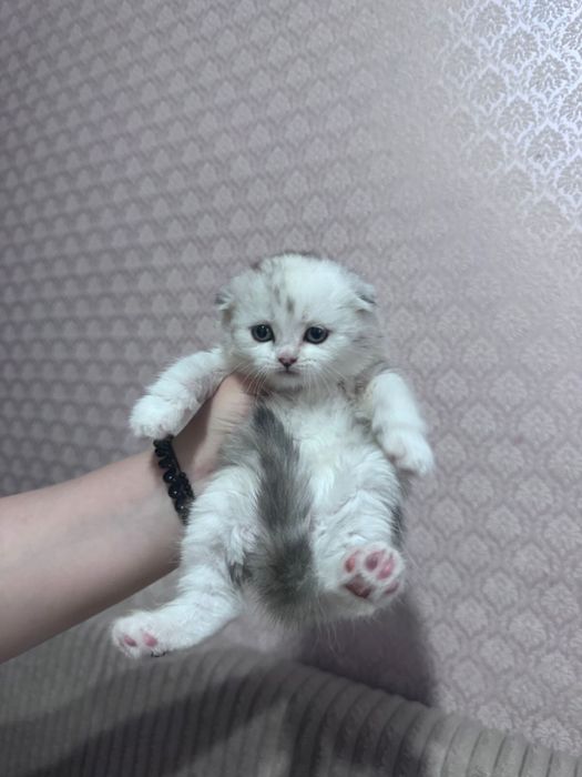 Продаются шотландцы